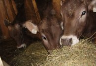 kuehe_-_8.jpg kuehe_-_8.jpg